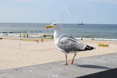 海鸥海鸟图片 海鸥海鸟图片