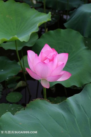 精美荷叶荷花高清图片