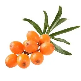 沙棘 PNG免抠(260x260)