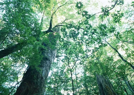 树木风景田园风光摄影图片 树木风景田园风光摄影图片