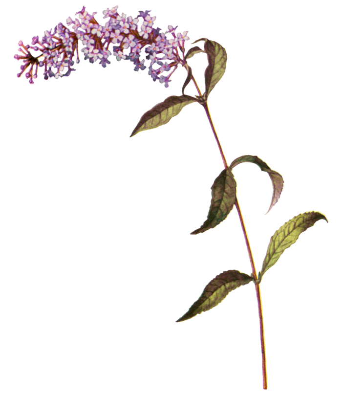 复古手绘植物花卉玫瑰花PNG免扣图案高清图片PS设计素材图