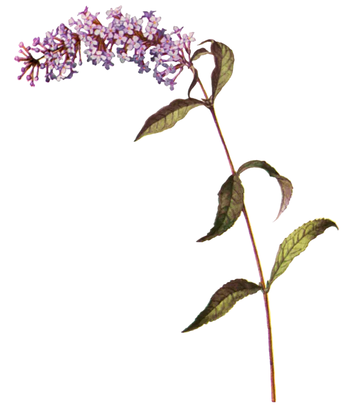 复古手绘植物花卉玫瑰花PNG免扣图案高清图片PS设计素材图