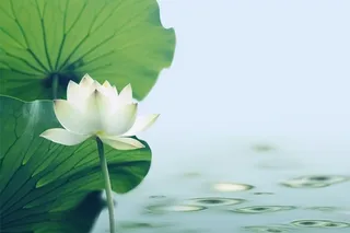 简约摄影清新荷花白绿色背景