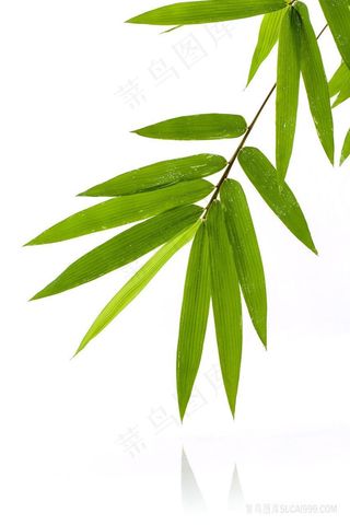 高清竹叶摄影图