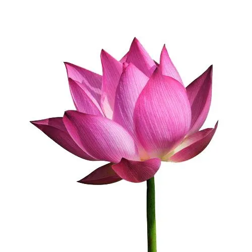 莲花 PNG免抠(500x500)