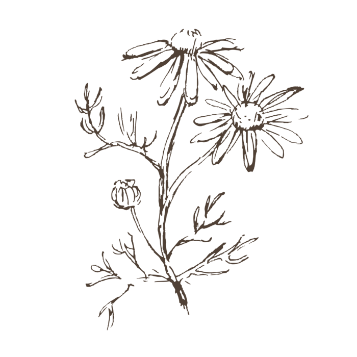 线条草本花卉手绘植物-花1