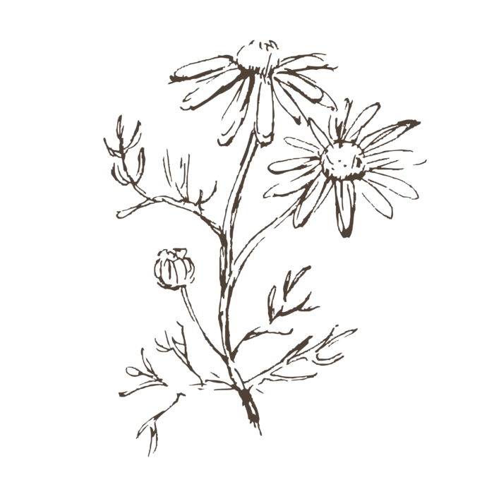 线条草本花卉手绘植物-花1
