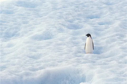 南极冰地帝企鹅图片 南极冰地帝企鹅图片