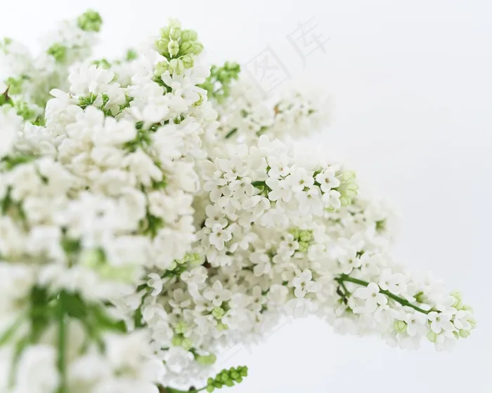 白色花穗图片