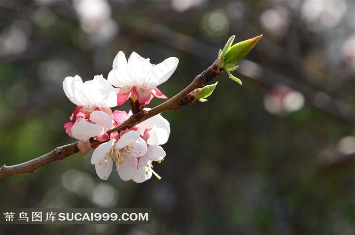 亭亭玉立的桃花鲜花图片