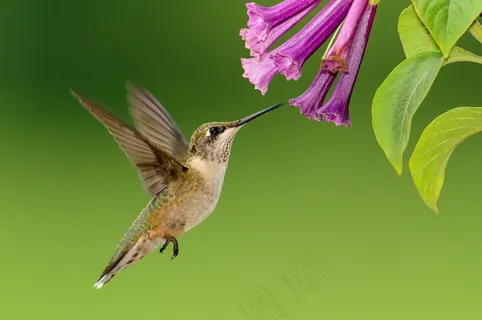 蜂鸟的图片 蜂鸟的图片