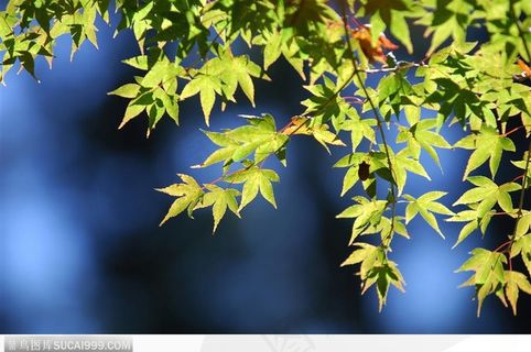 枫叶美景-阳光下的绿色枫叶