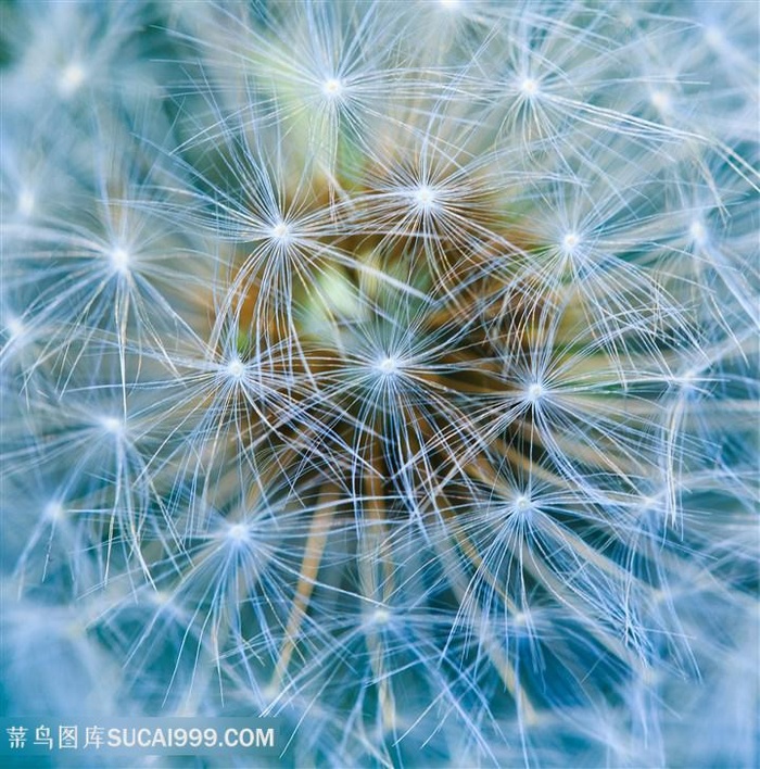 蓝色蒲公英图片