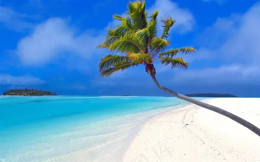 海滩上一棵孤独的椰树风景图片 海滩上一棵孤独的椰树风景图片