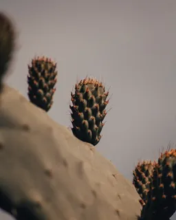 绿色仙人掌仙人球摄影素材