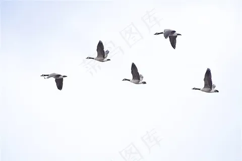 蓝天下飞翔的大雁高清图片 蓝天下飞翔的大雁高清图片