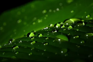 高清绿叶背景图片下载