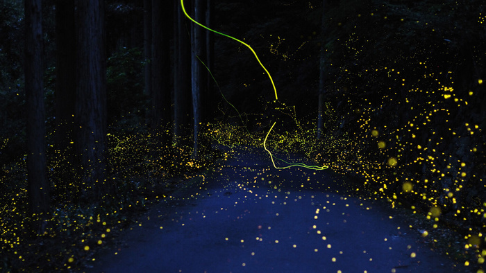 萤火虫效果psd素材