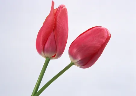 漂亮的花儿 漂亮的花儿