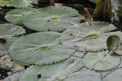 莲花池睡莲叶图片 莲花池睡莲叶图片