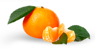 橘子免抠素材 (51)
