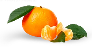 橘子免抠素材 (51)