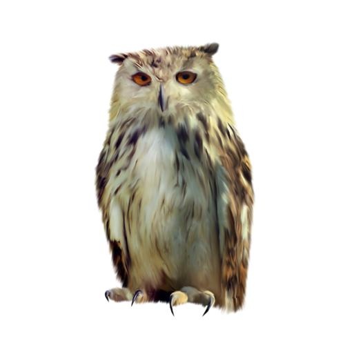 猫头鹰免抠(500x500)