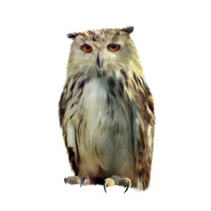 猫头鹰免抠