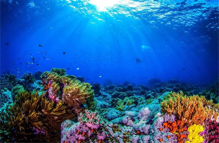 海洋海底珊瑚海水鱼群高清背景