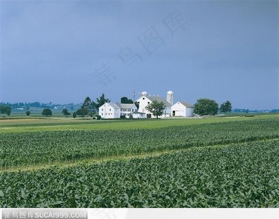 被农作物包围的农庄