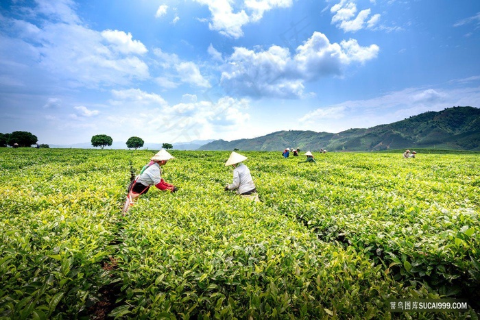 优质茶园工人采茶场景风景图片