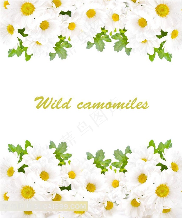 菊花唯美边框图片下载