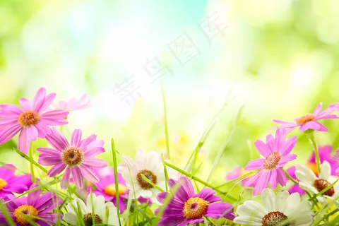草地小清新野花图片 草地小清新野花图片