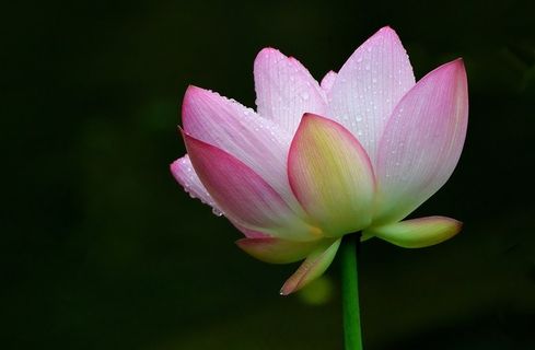 雨后娇艳的荷花素材