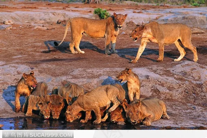 一群喝水的老虎