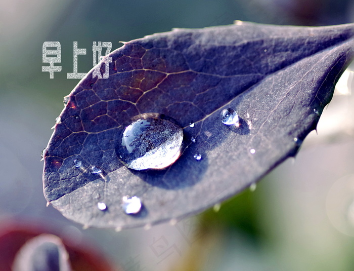 雨天早上好图片