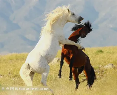 红野马白野马打架  自然动物
