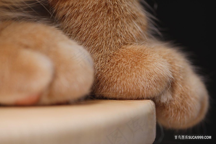 高清萌萌猫爪子猫咪图片