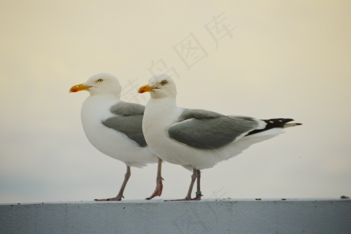 两只灰白海鸥图片