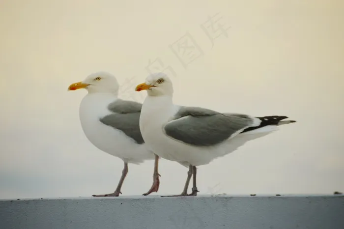 两只灰白海鸥图片