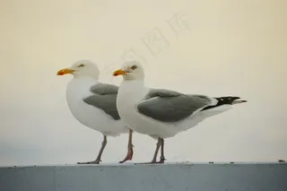 两只灰白海鸥图片