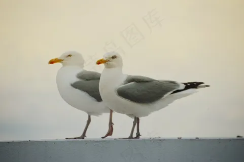 两只灰白海鸥图片 两只灰白海鸥图片