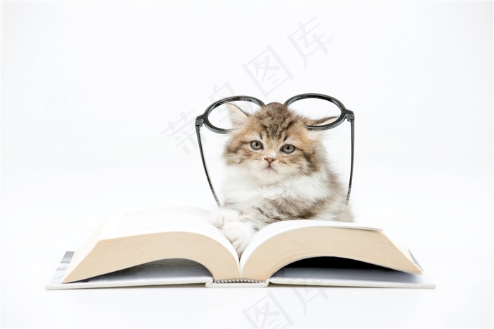 可爱的小猫与书本大图