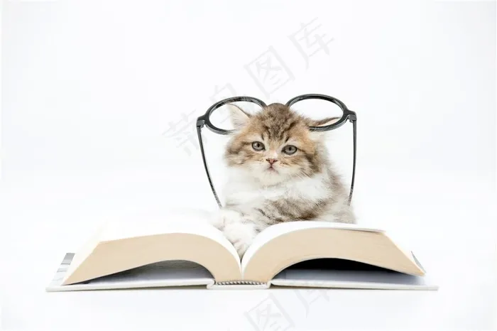 可爱的小猫与书本大图
