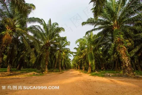 椰子树棕榈树森林