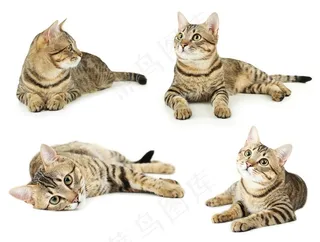 可爱猫图案素材