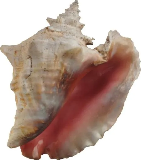 贝壳 PNG免抠(1729x1966)