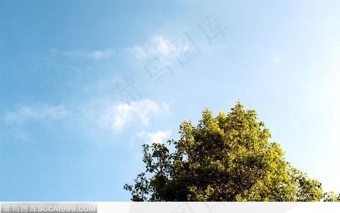 树与天空