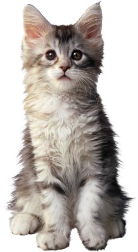 猫 PNG免抠(1898x3458)
