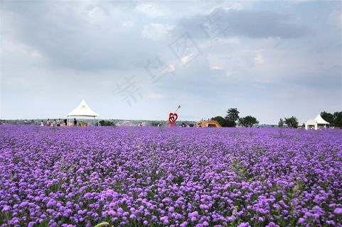 薰衣草庄园唯美风景